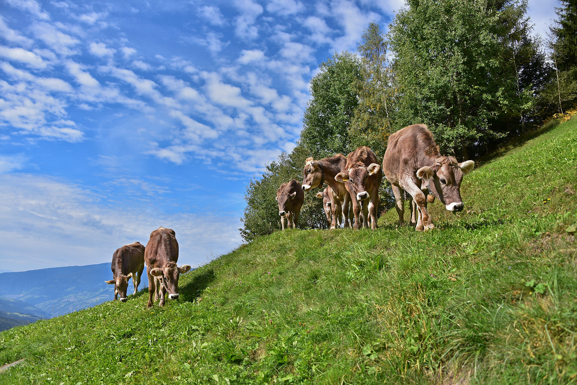 Obererhof Brixen/Bressanone 10 suedtirol.info