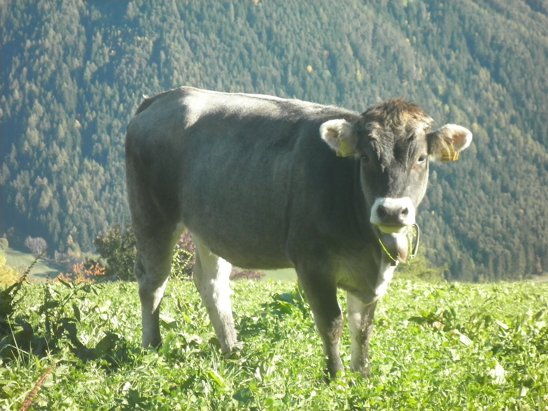 Unsere Kühe auf der Weide