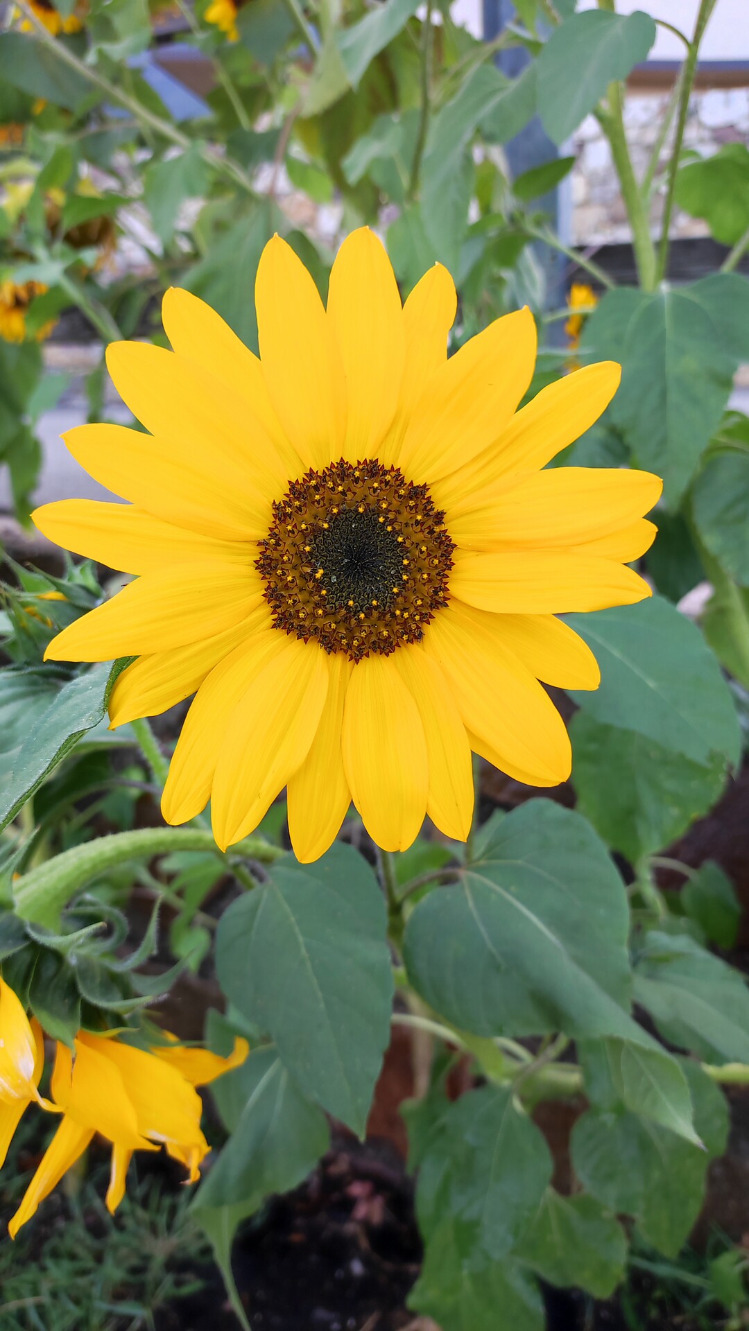 Giardino