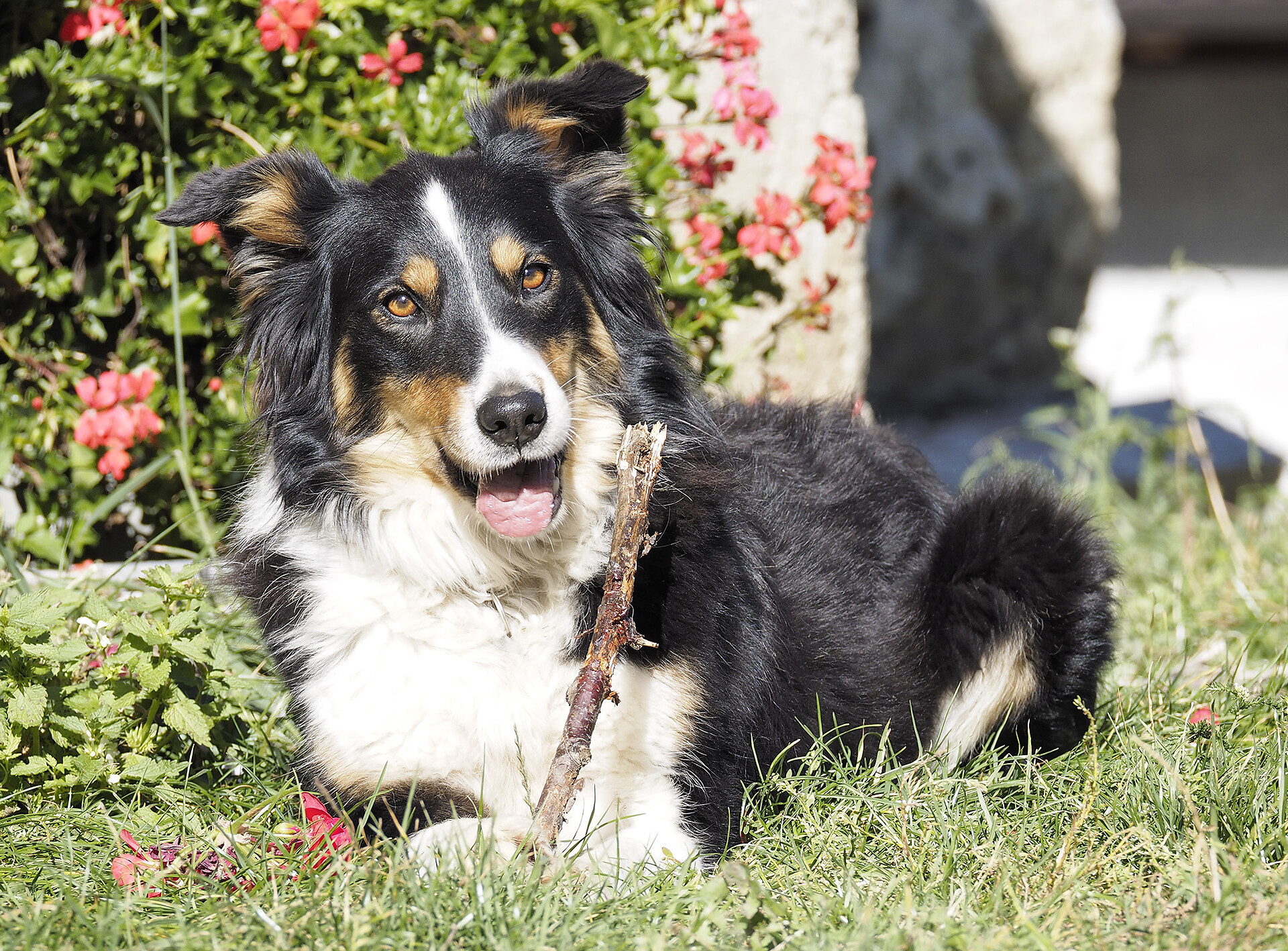 Hofhund