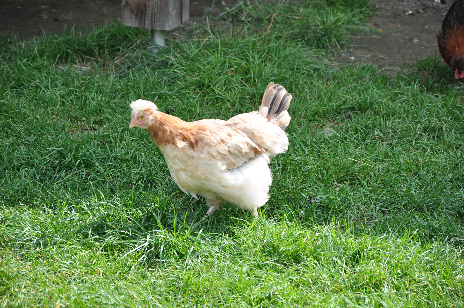 Chicken run