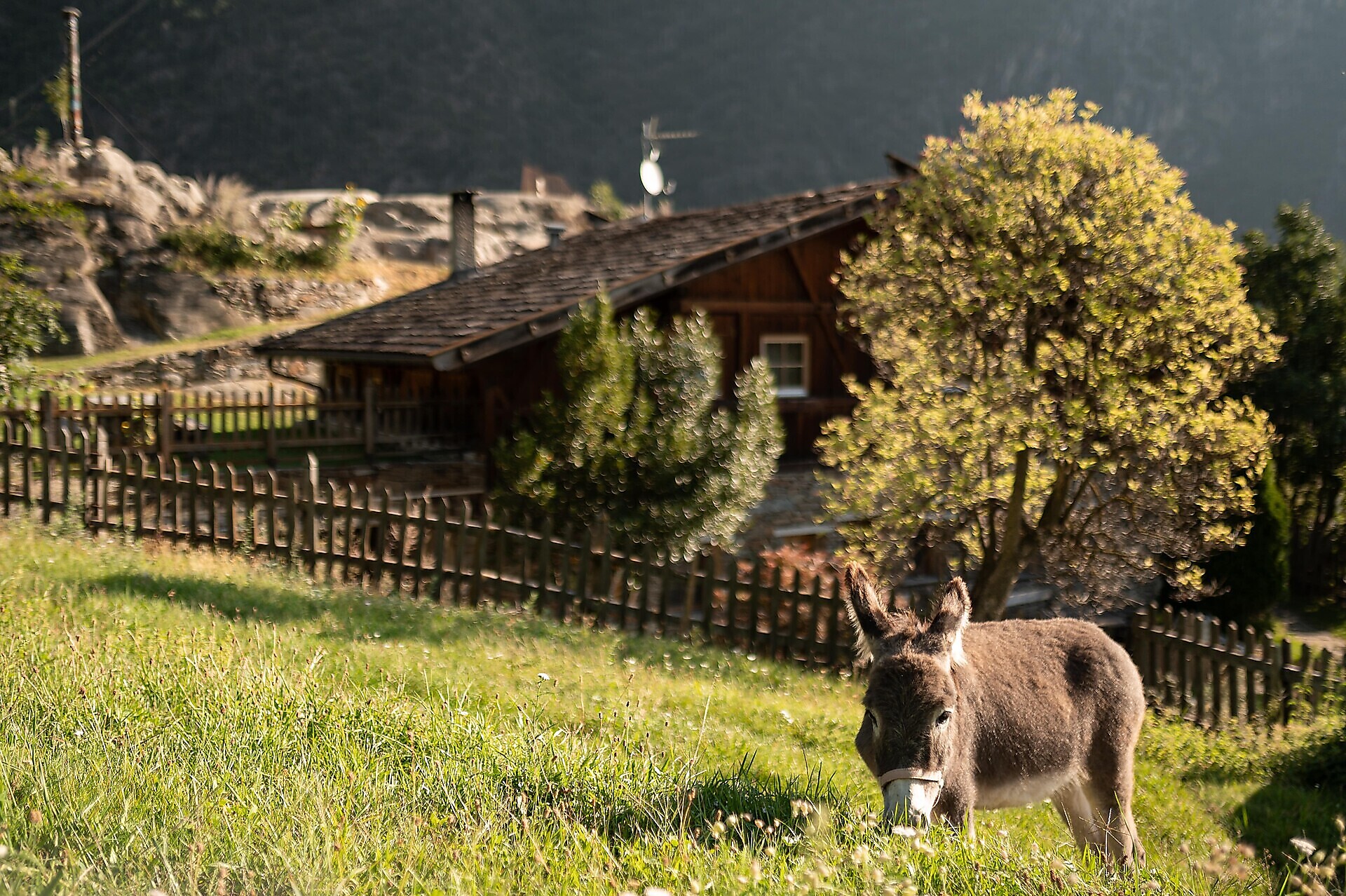 Oberortlhof - Vinschgau/Val Venosta - #3 - suedtirol.info