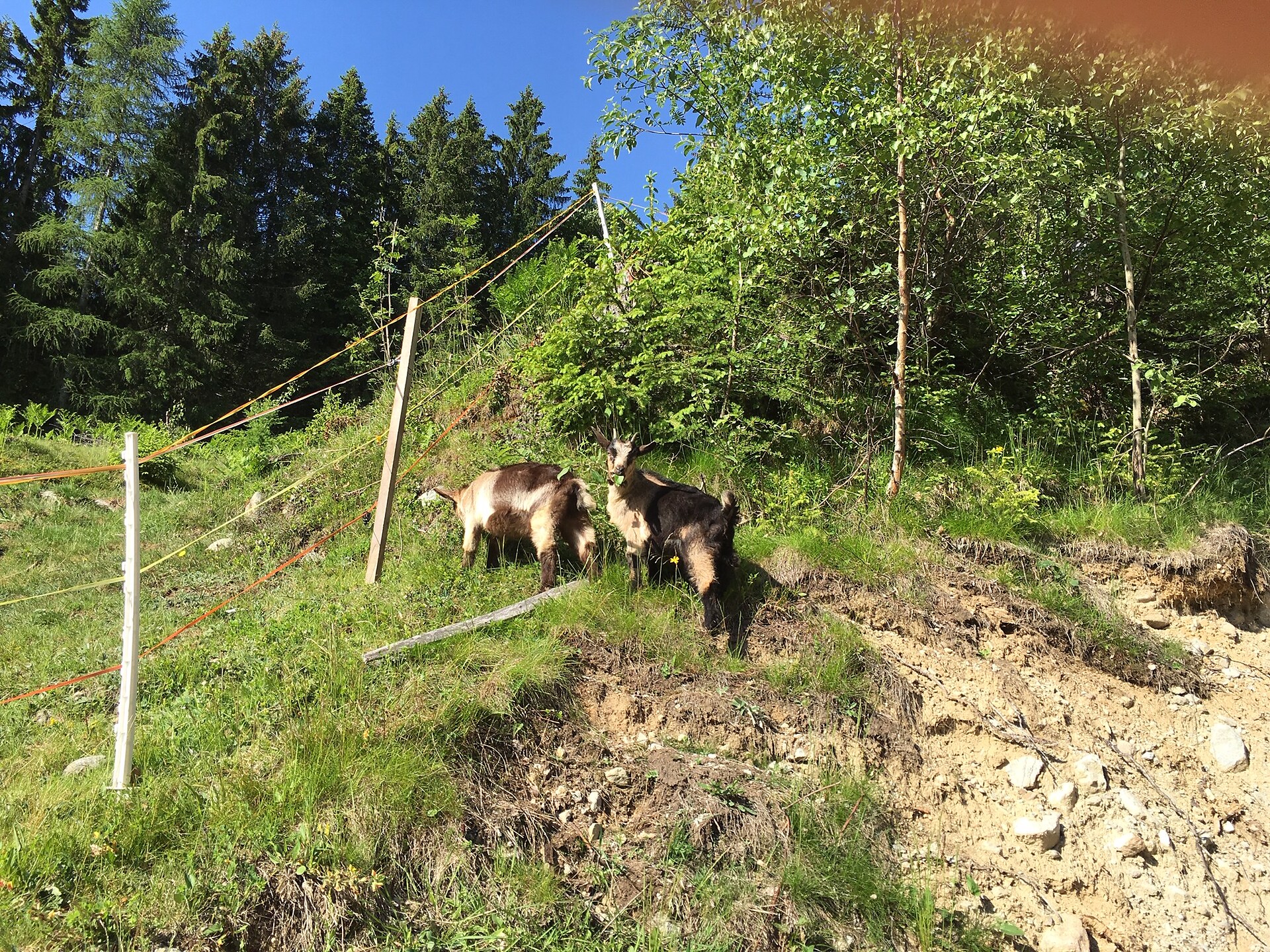 Oberprünst Hof Tisens 7 suedtirol.info