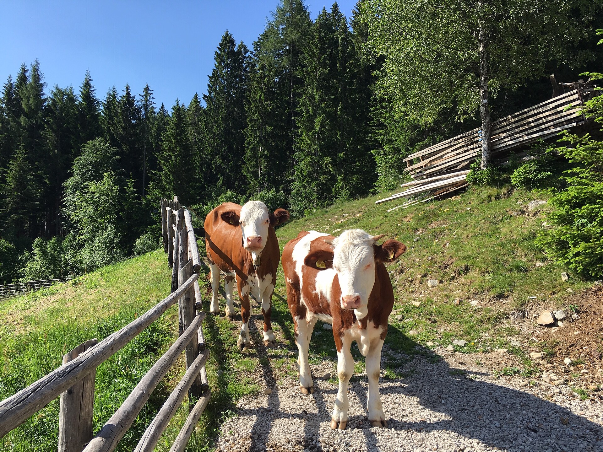 Oberprünst Hof Tisens 5 suedtirol.info