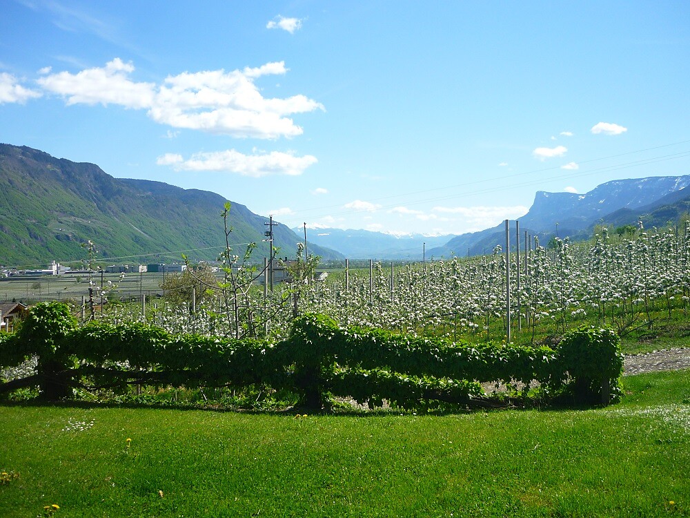 Oberschererhof