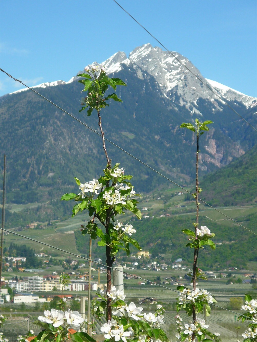 Oberschererhof