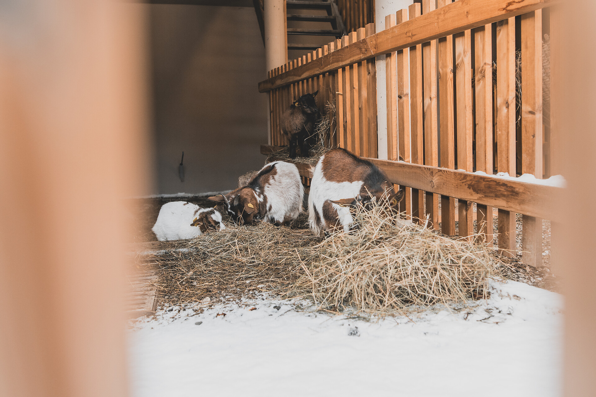 Our goats