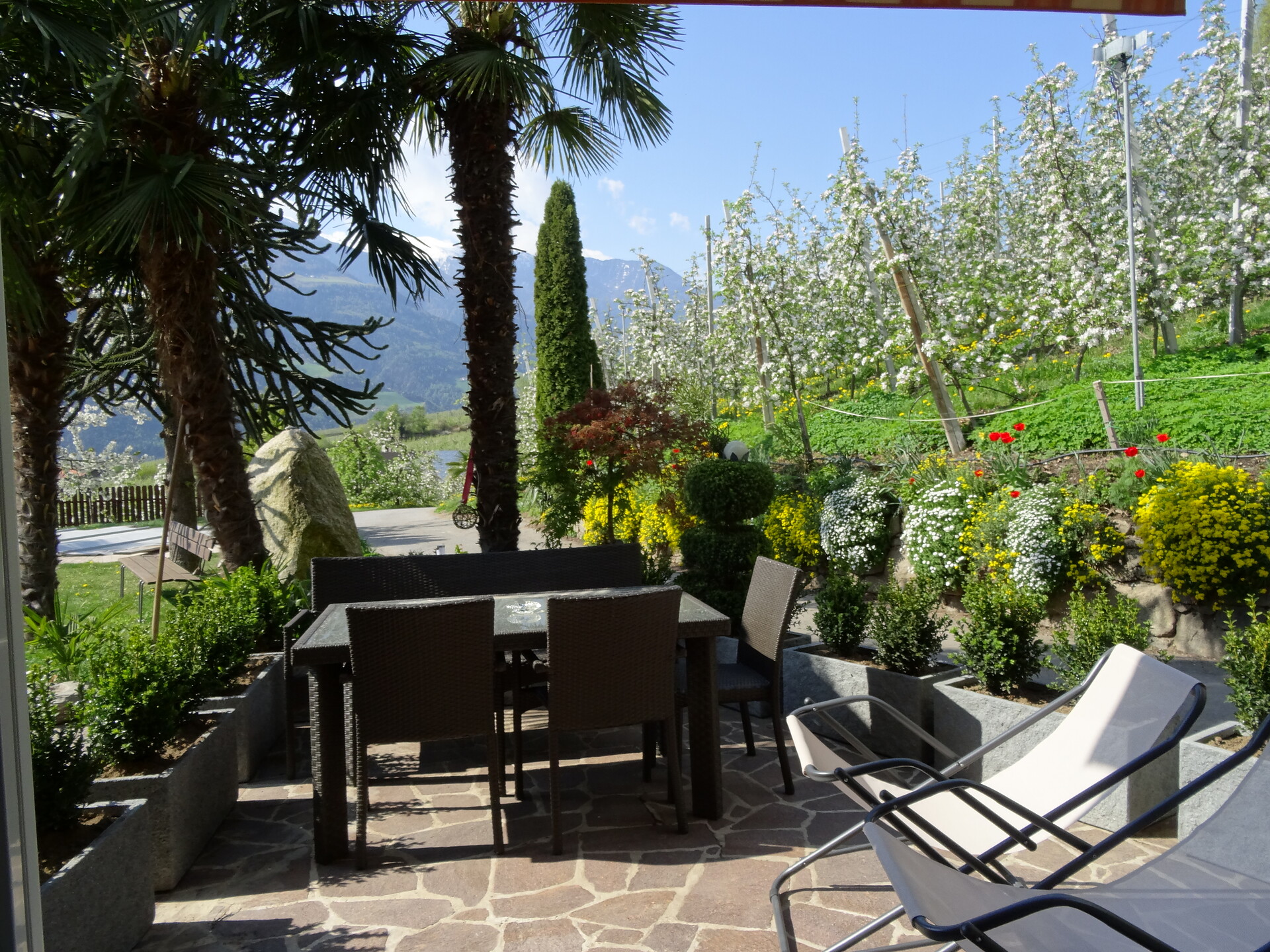 Terrasse Gartenrose
