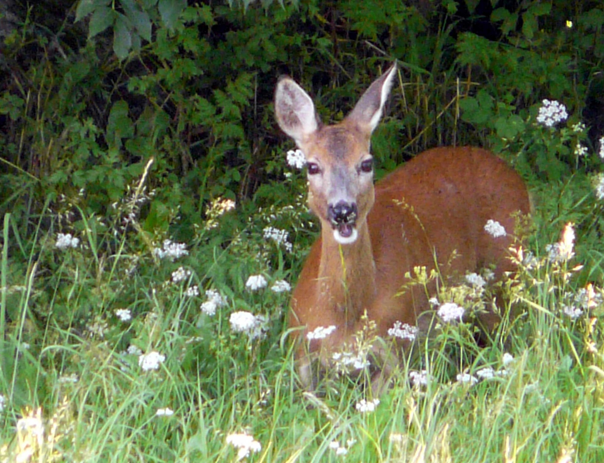 Mitten in der Natur