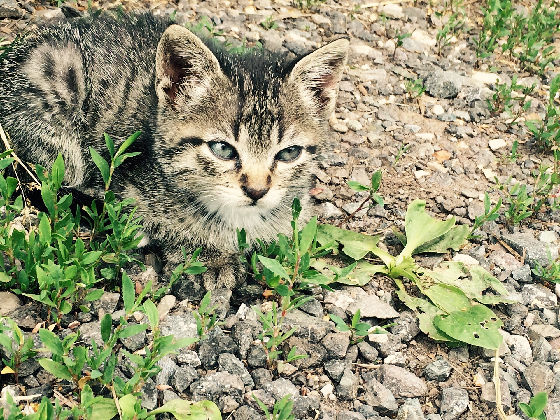Gatto