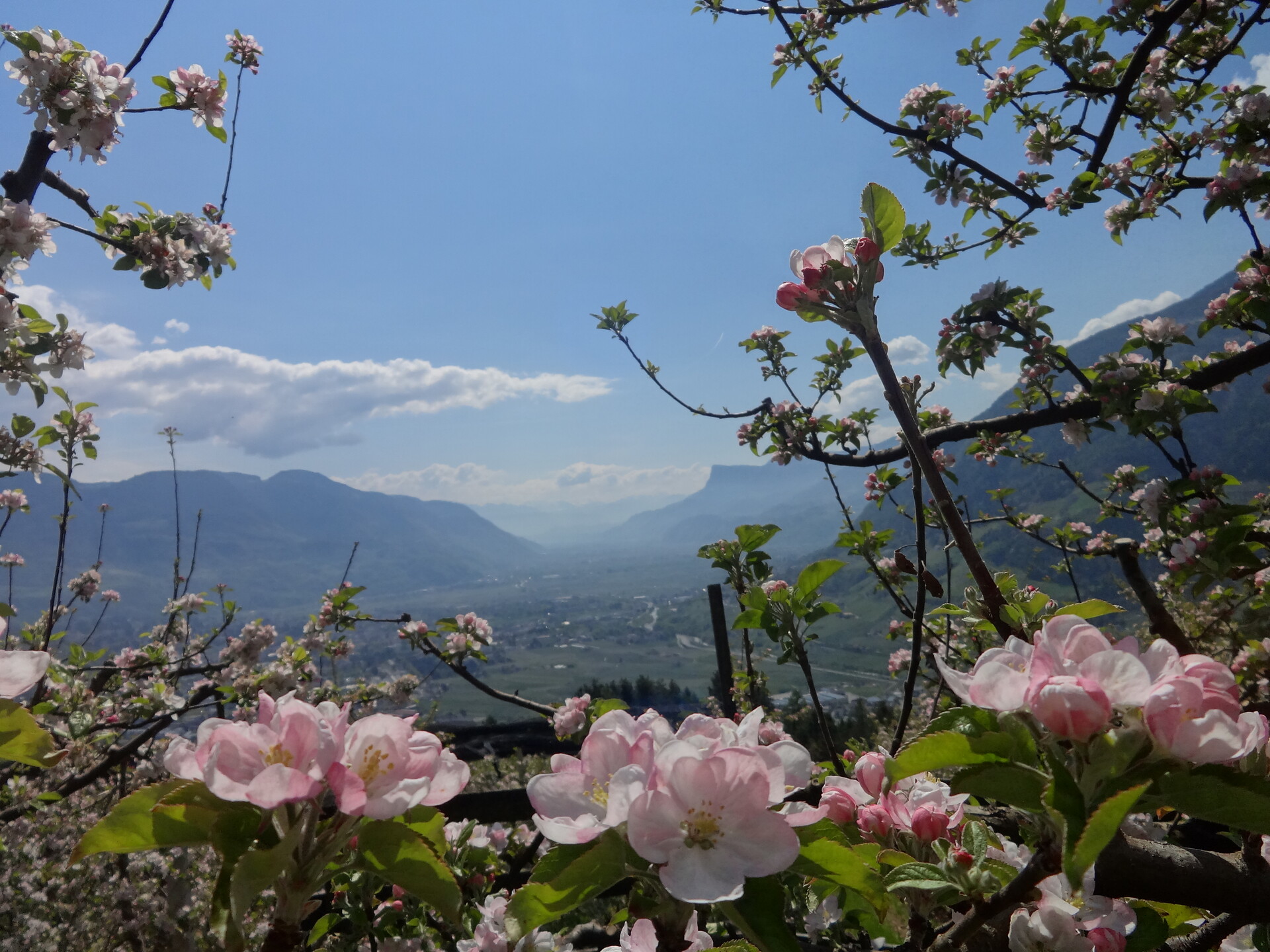 Ambiente primavera