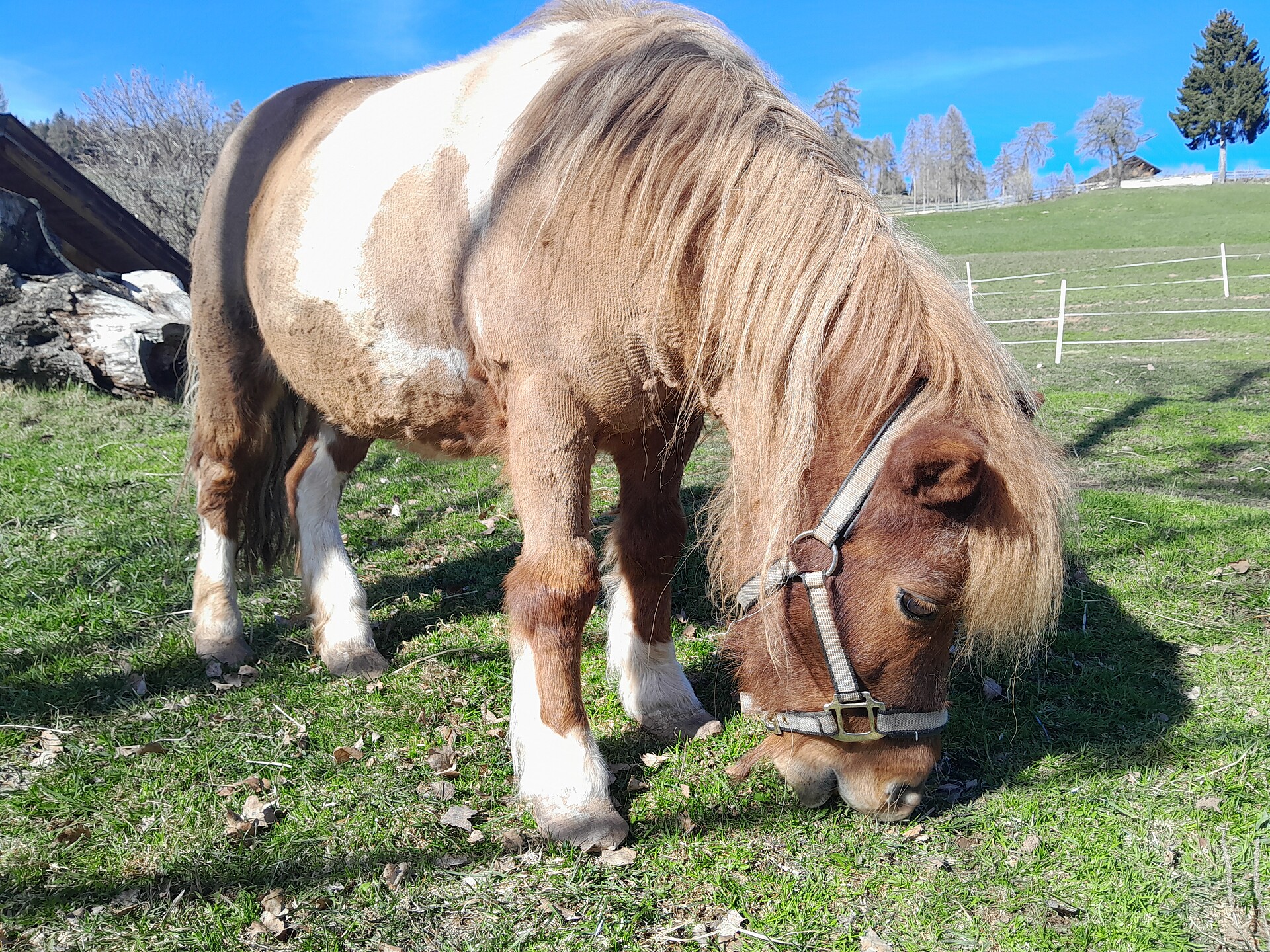 Die Ponys freuen sich über Streicheleinheiten