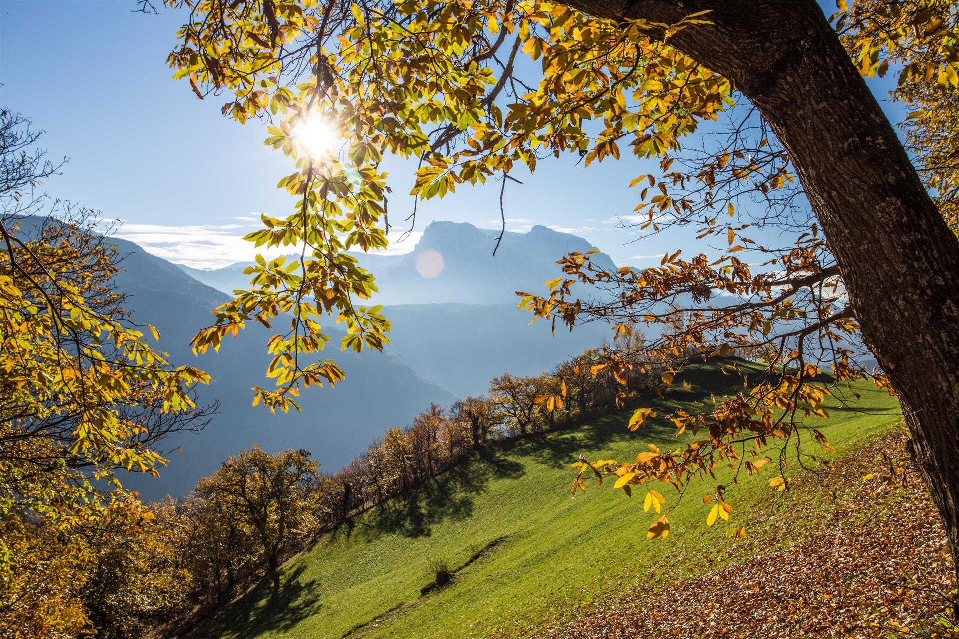 Oberfallerhof Barbian/Barbiano 17 suedtirol.info