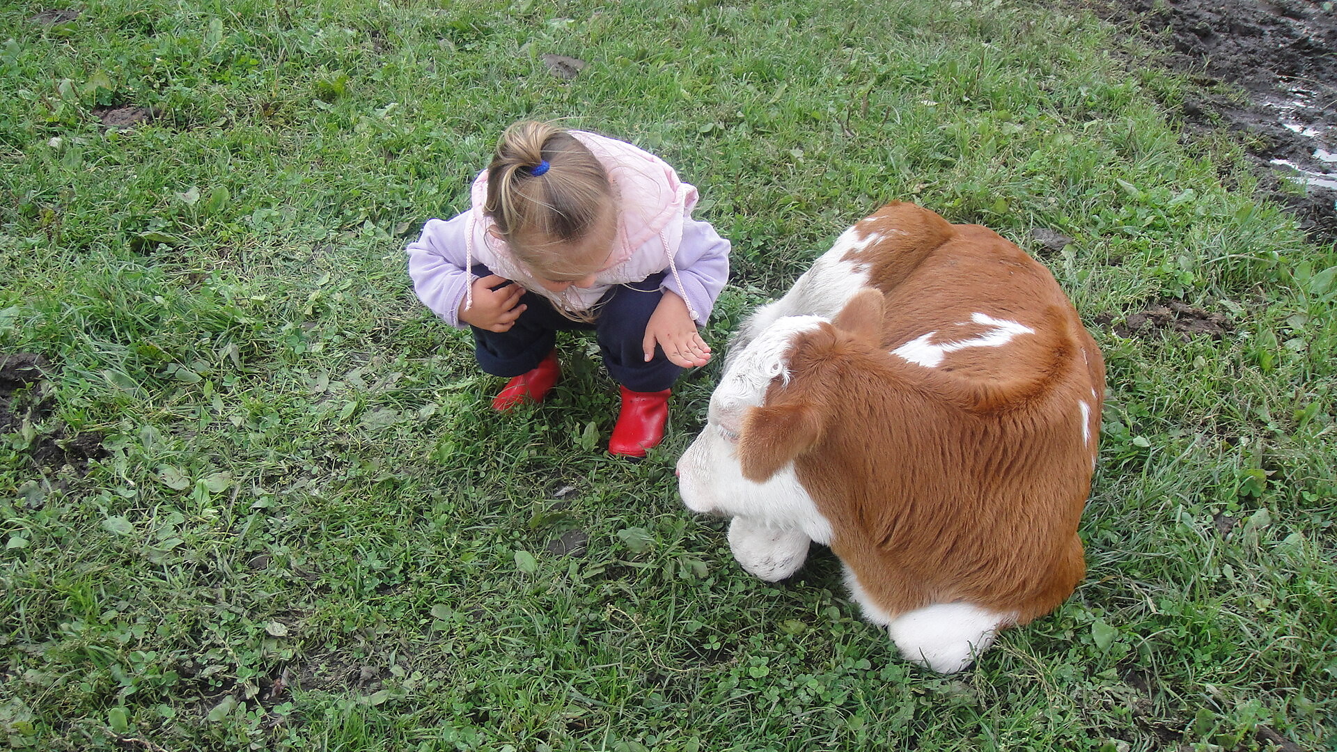 Lena mit Kälbchen