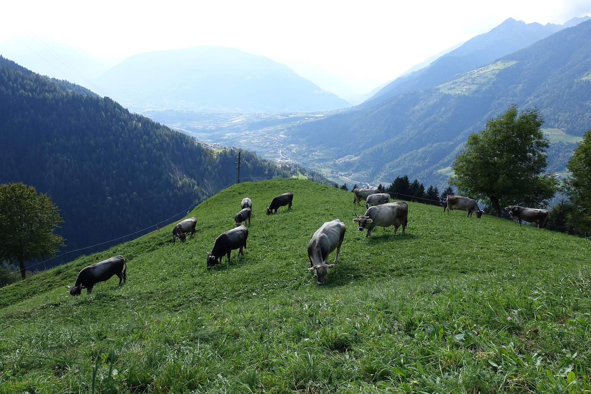 our gray cattle herd