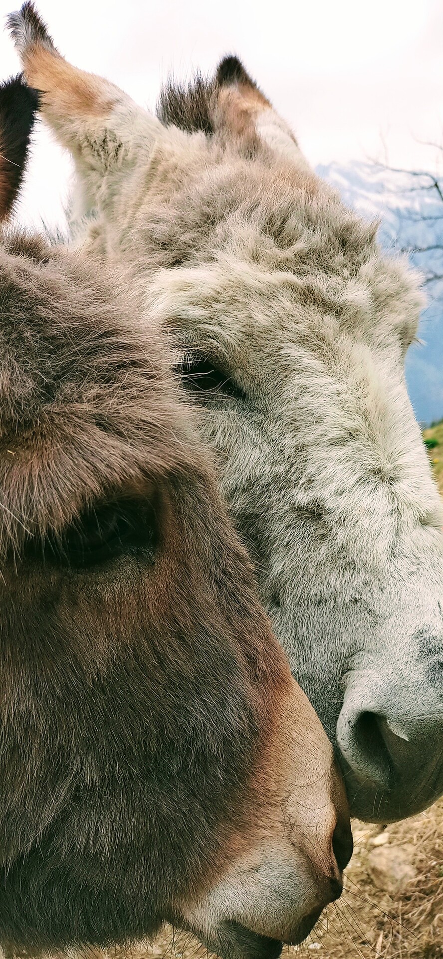 Donkey on Boarbichl