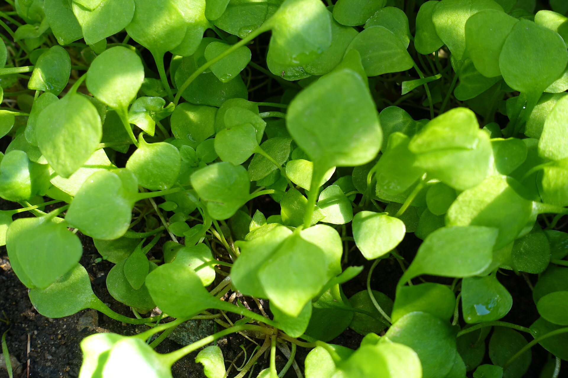 plant diversity