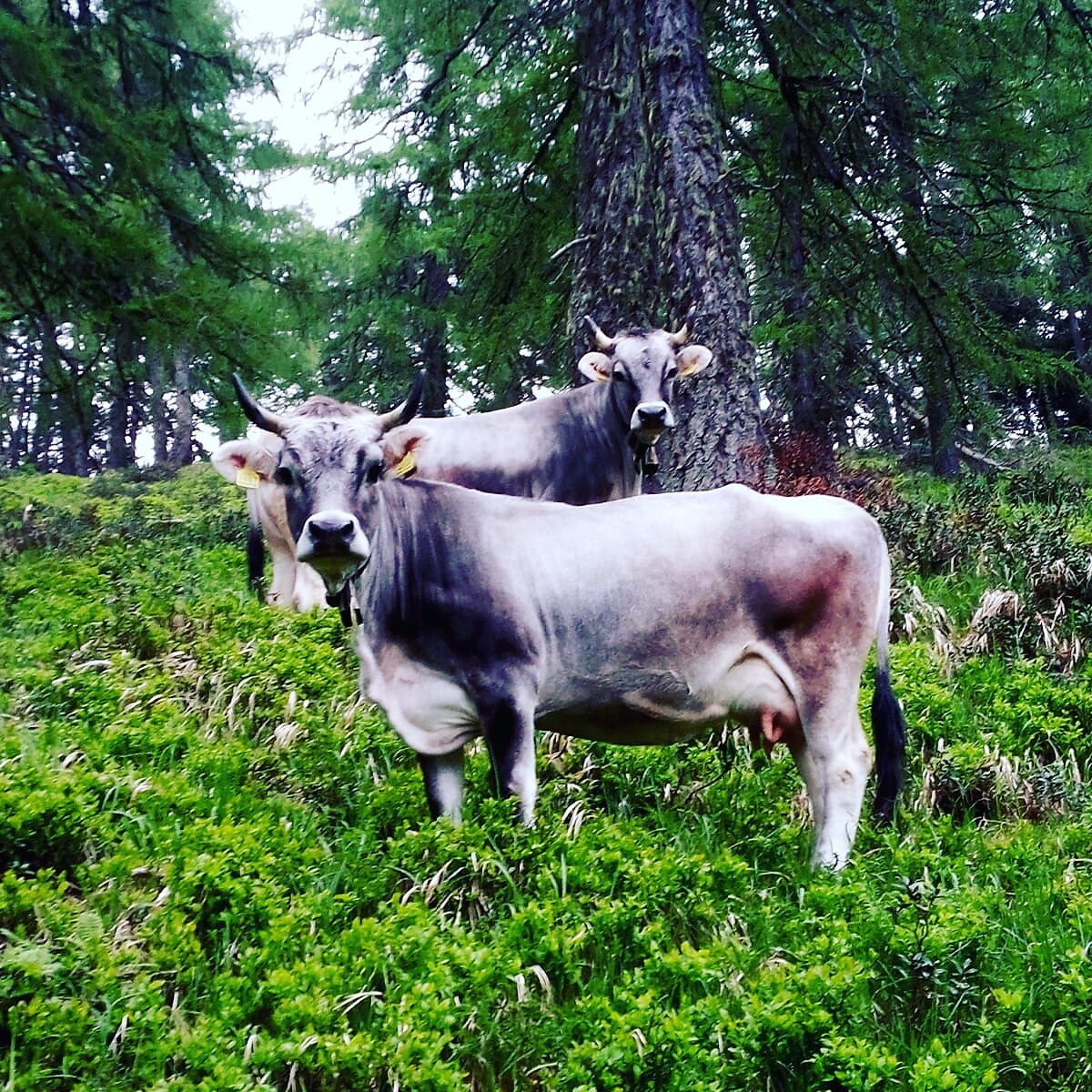 milkmaids