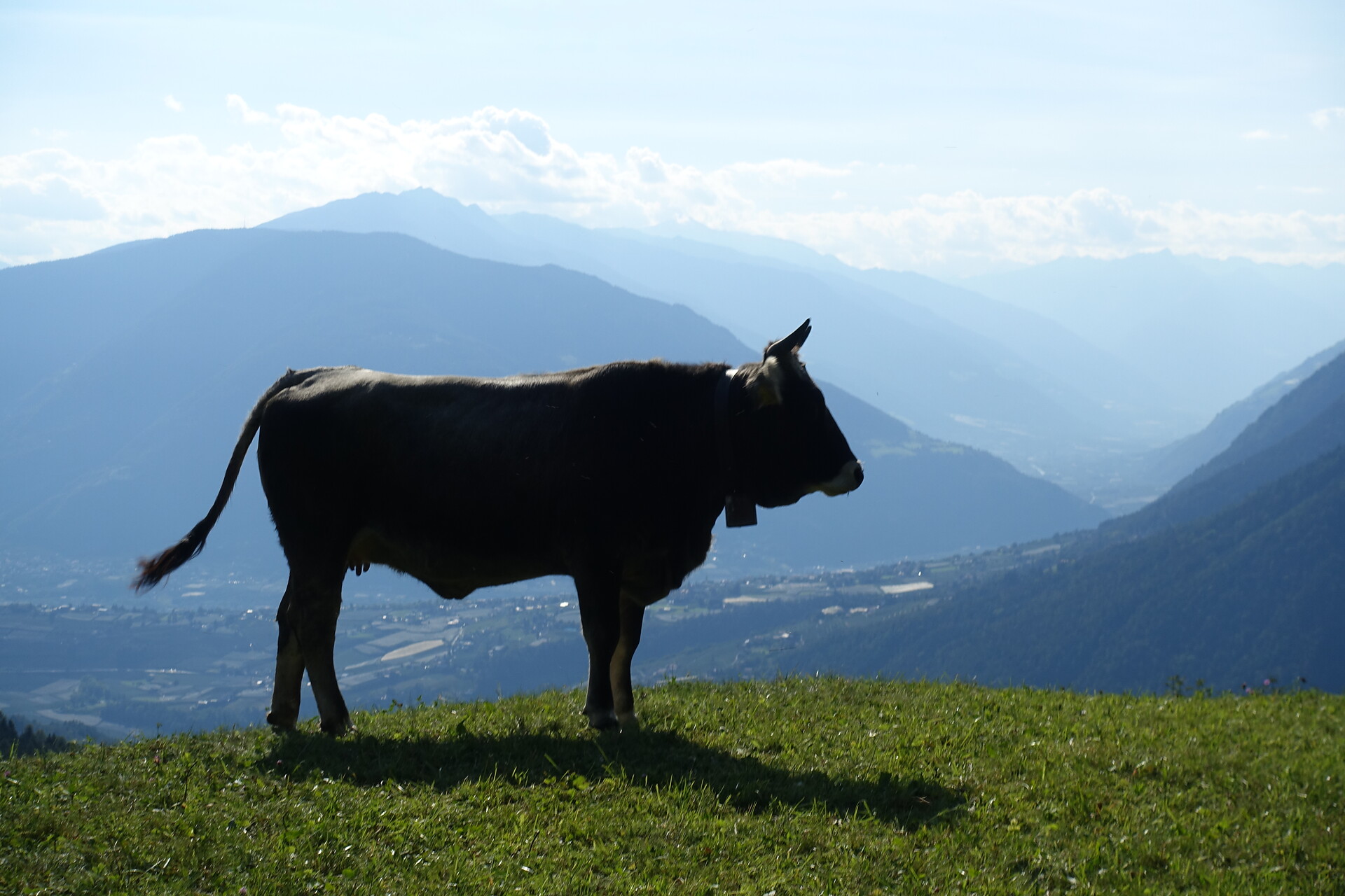 she enjoys in the pasture
