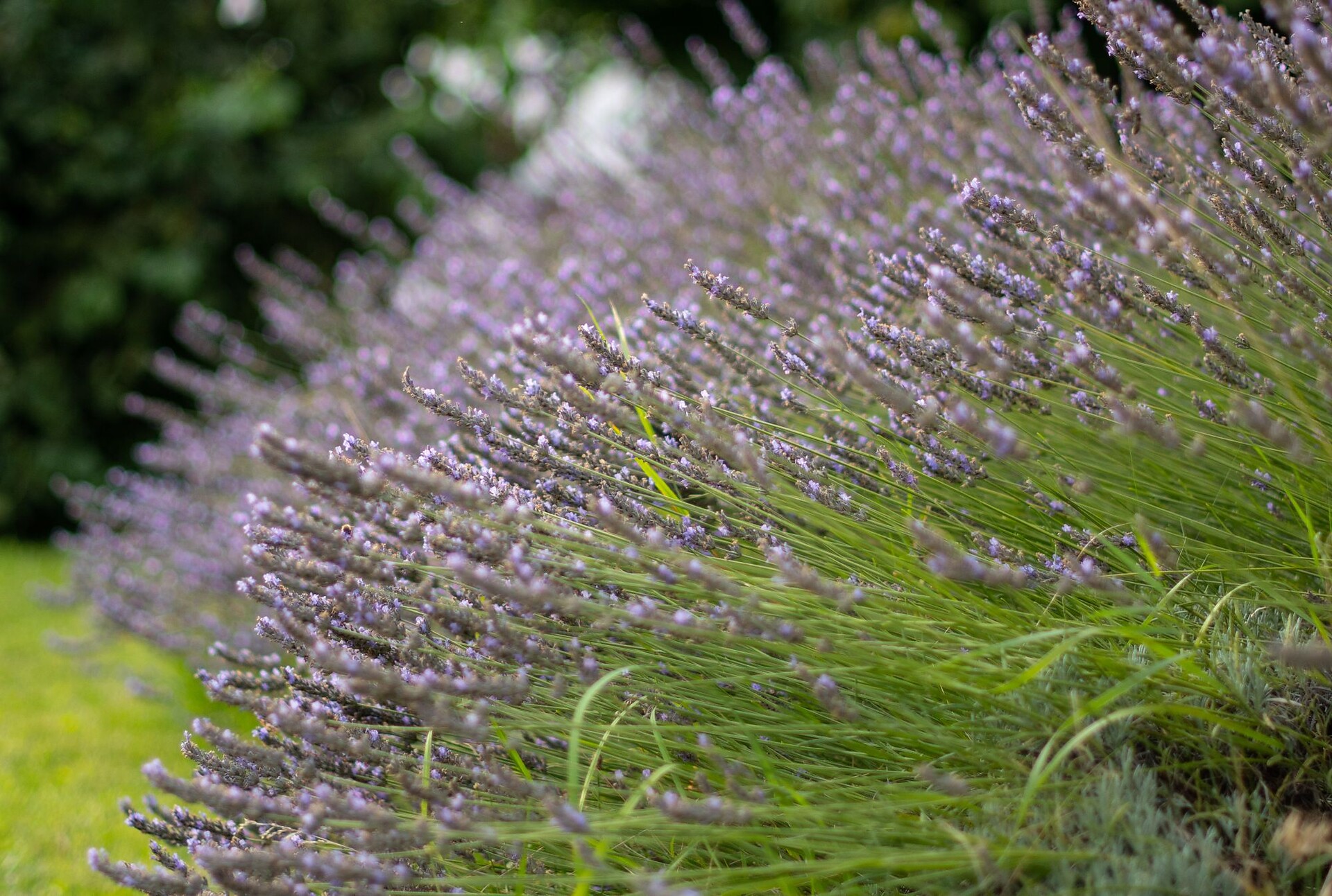 Pitterlehof - Dolomites Region Kronplatz/Plan de Corones - #14 - suedtirol.info