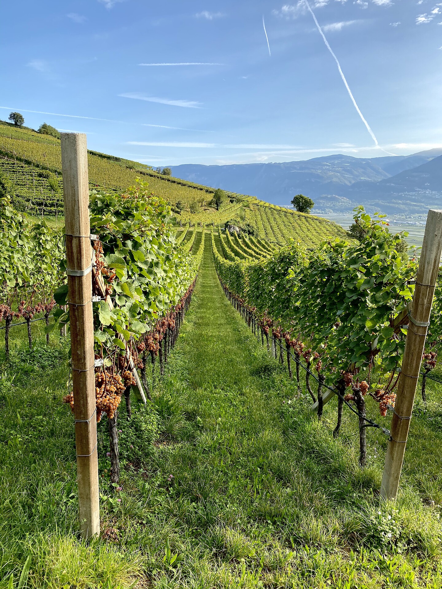 Gewürztraminer