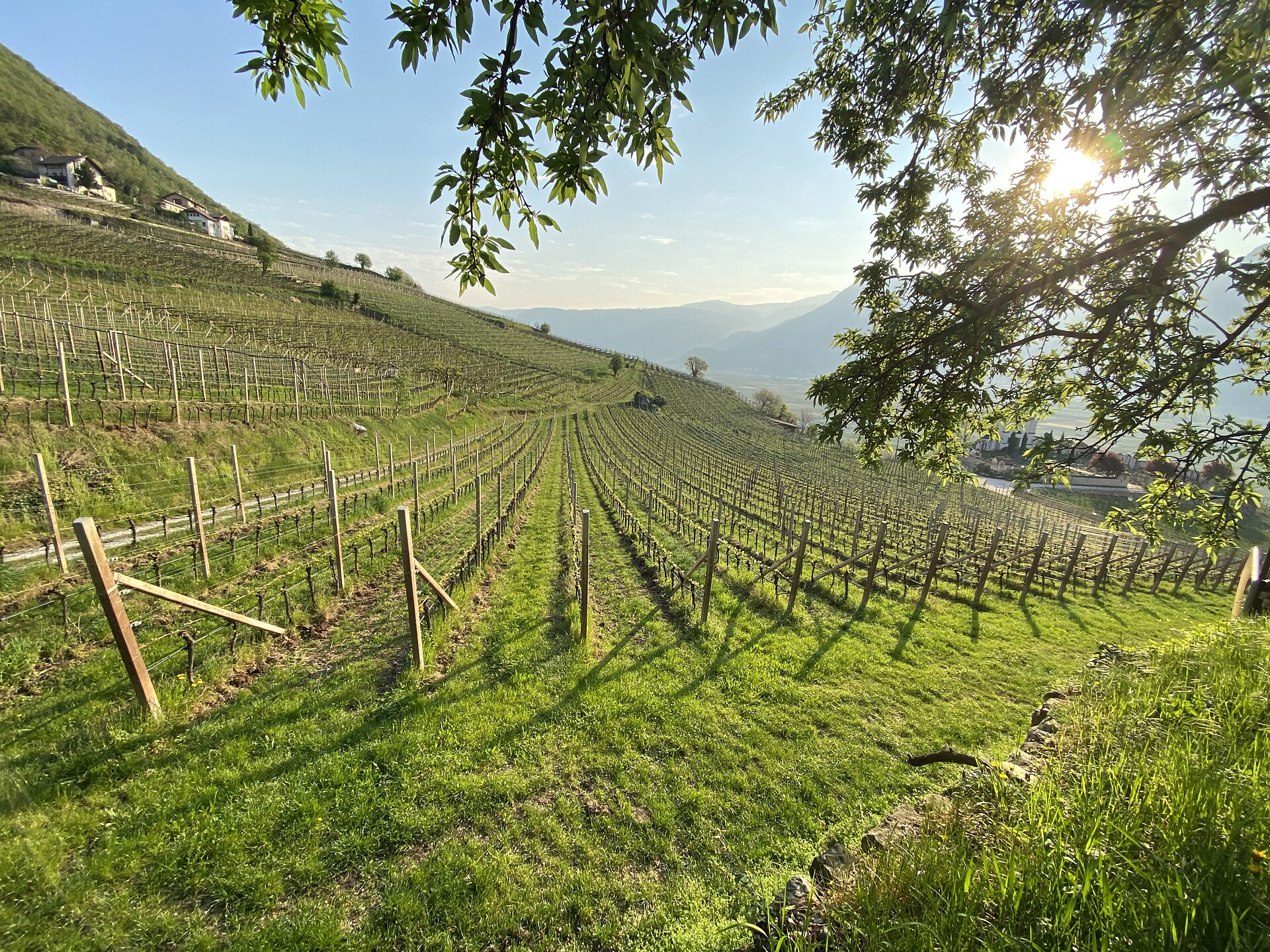 Weingut