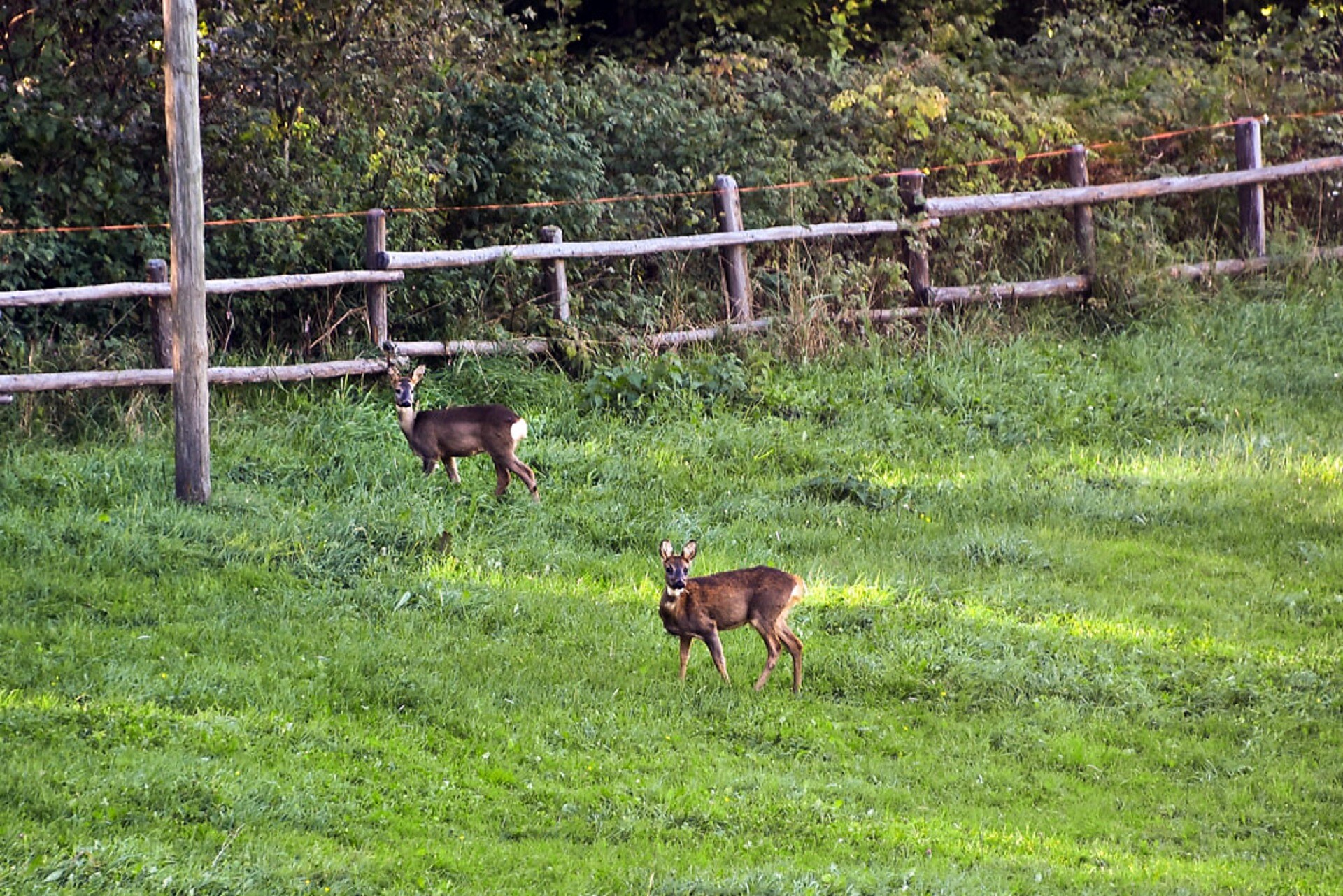 deers