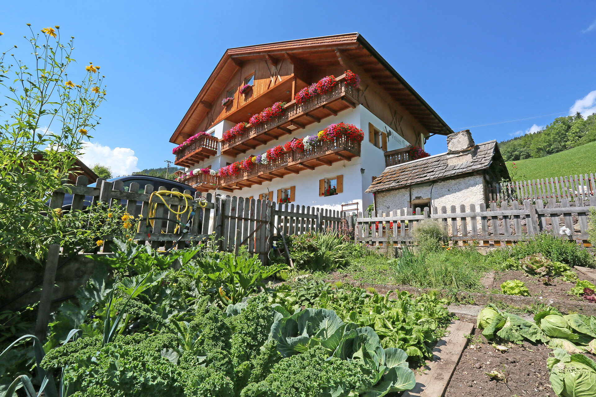 fresh products from the garden