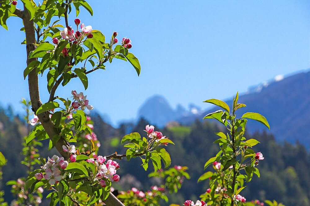 Apfelblüte am Prackfiedererhof