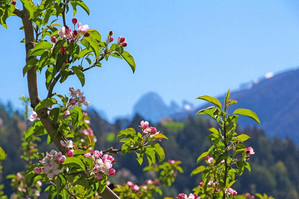 Prackfiedererhof Villnöss 3 suedtirol.info