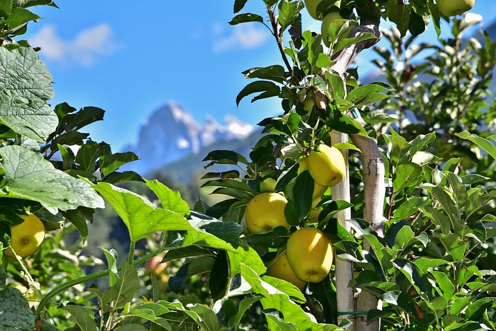 unsere Äpfel
