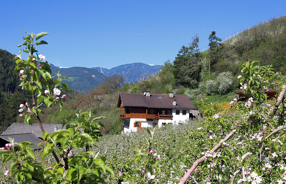 Apfelblüte am Prackfiedererhof