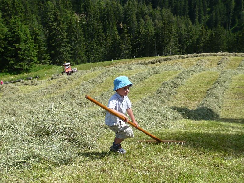 Hay harvest