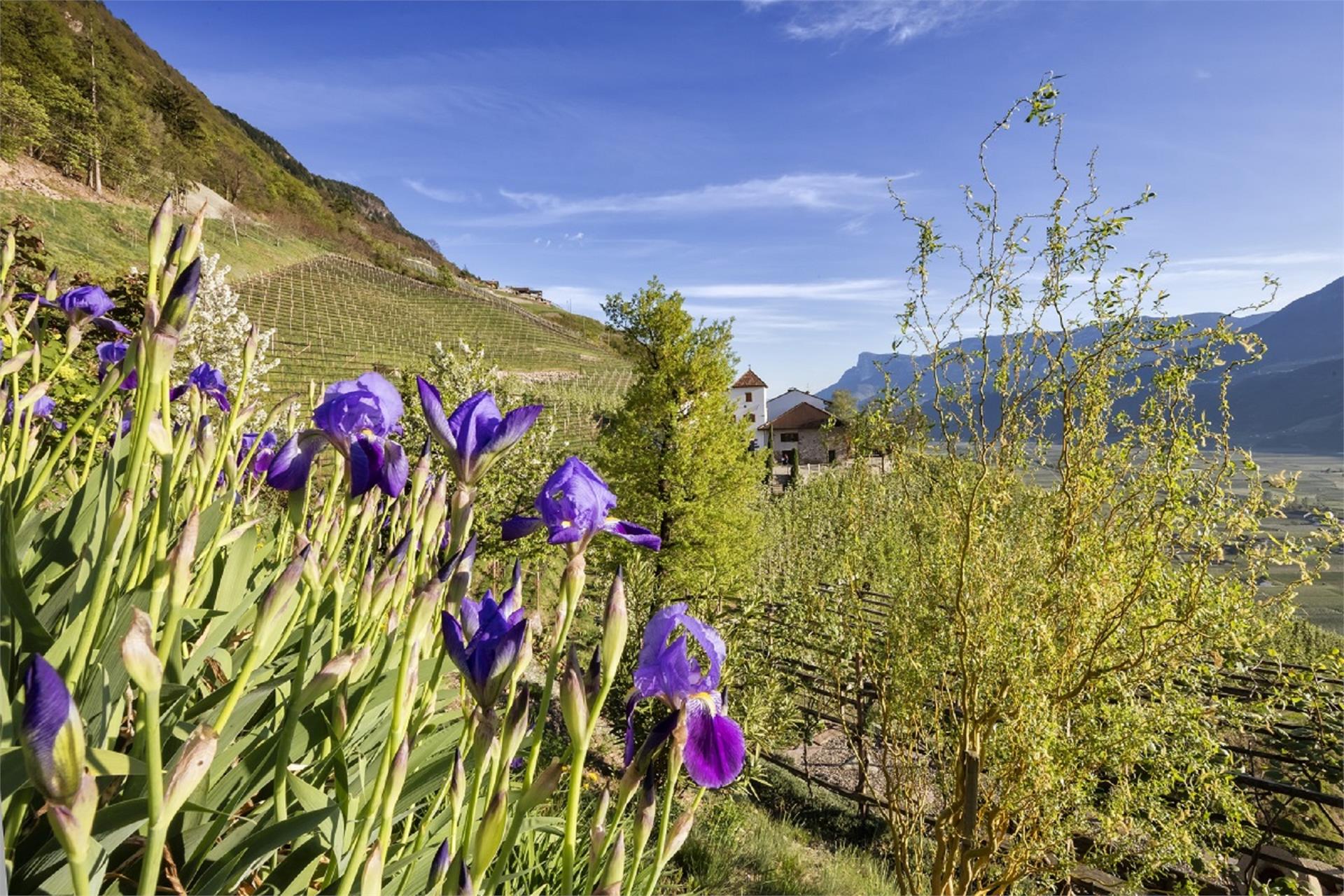 Pflanzer Postal 2 suedtirol.info