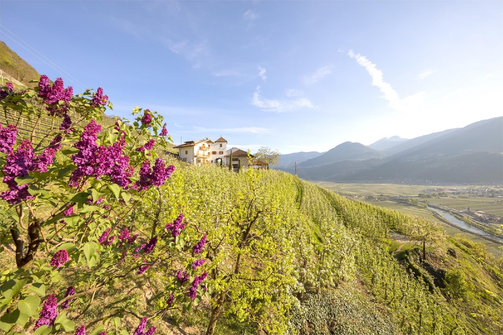 Pflanzer Postal 4 suedtirol.info