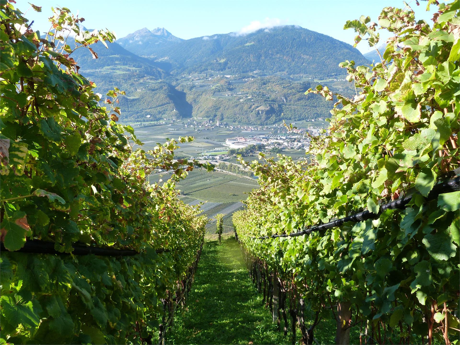 Pflanzer Postal 18 suedtirol.info