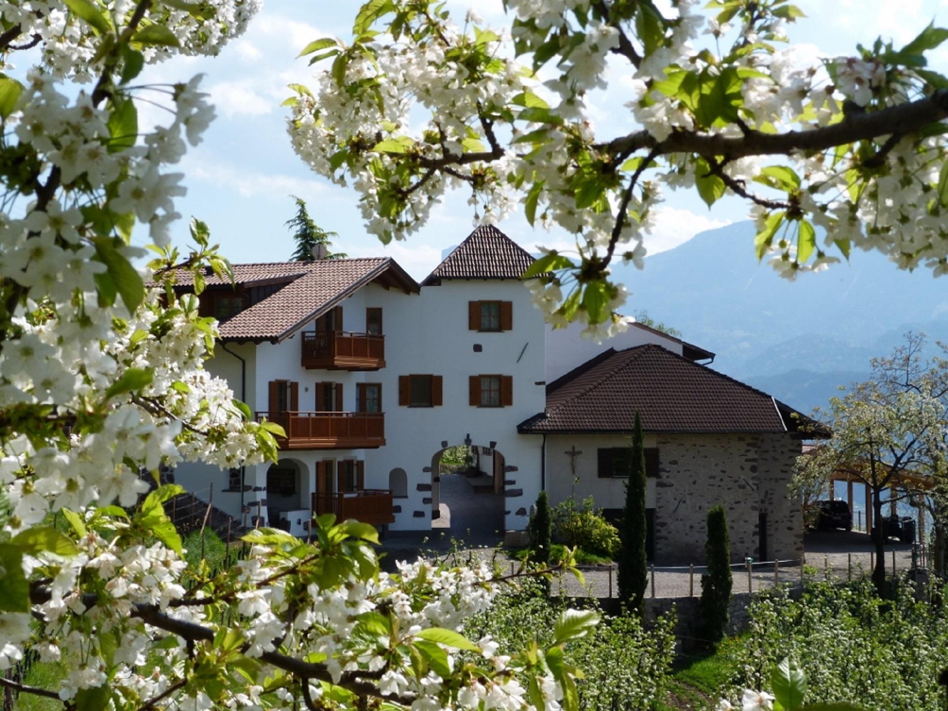 Pflanzer Postal 1 suedtirol.info