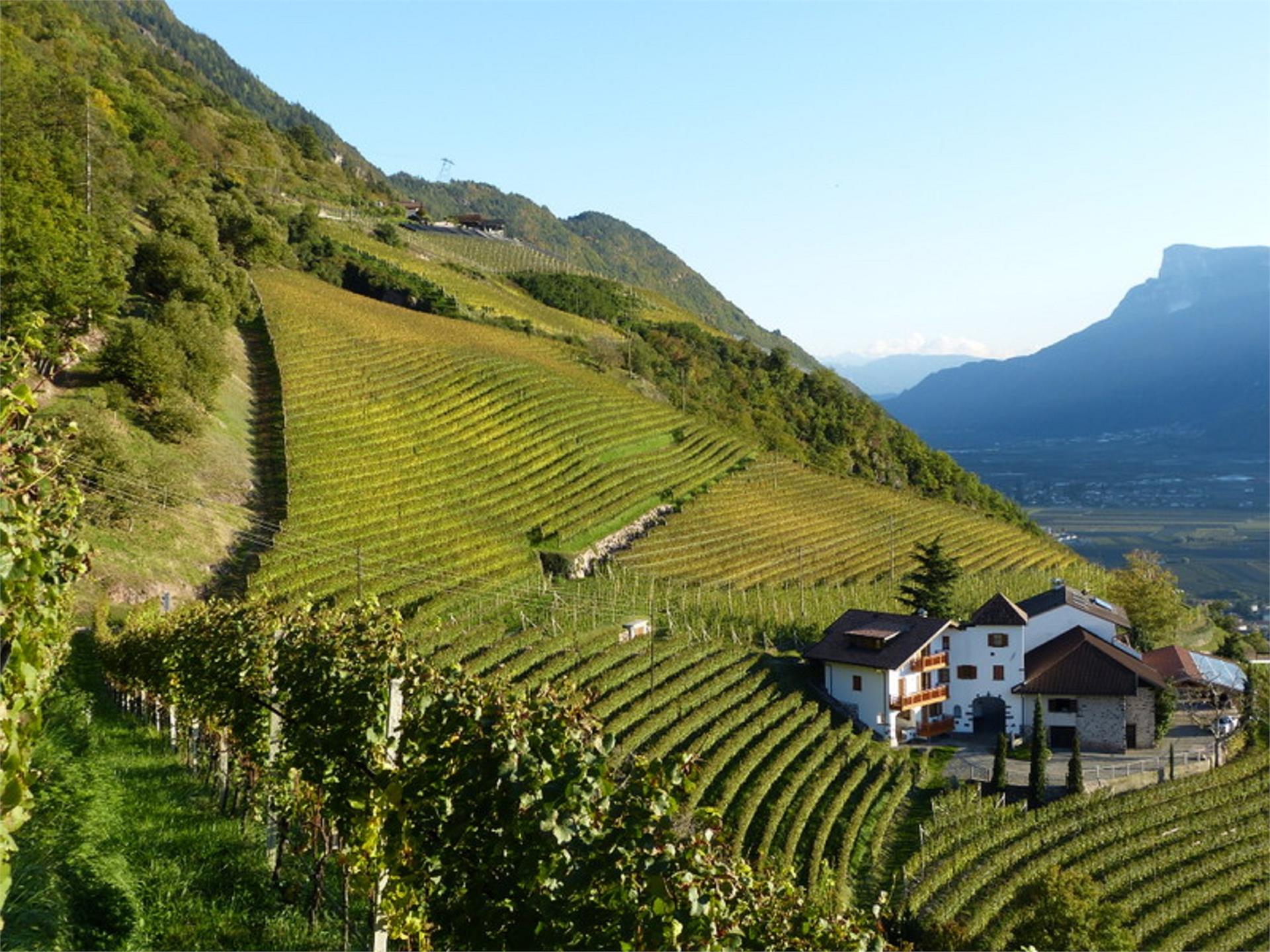 Pflanzer Postal 26 suedtirol.info