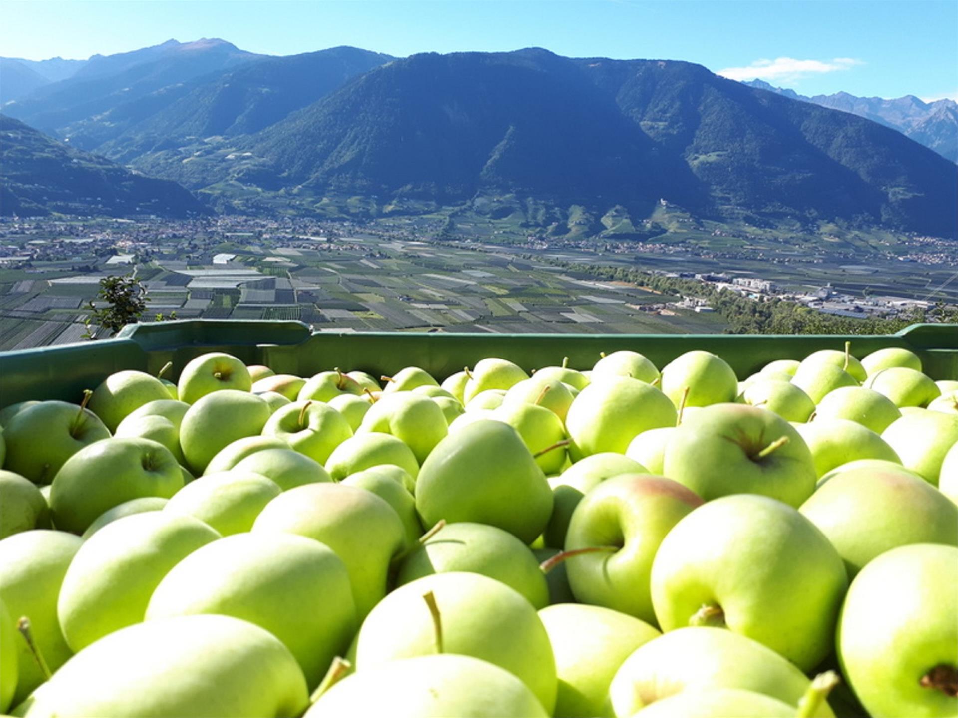 Pflanzer Postal 21 suedtirol.info