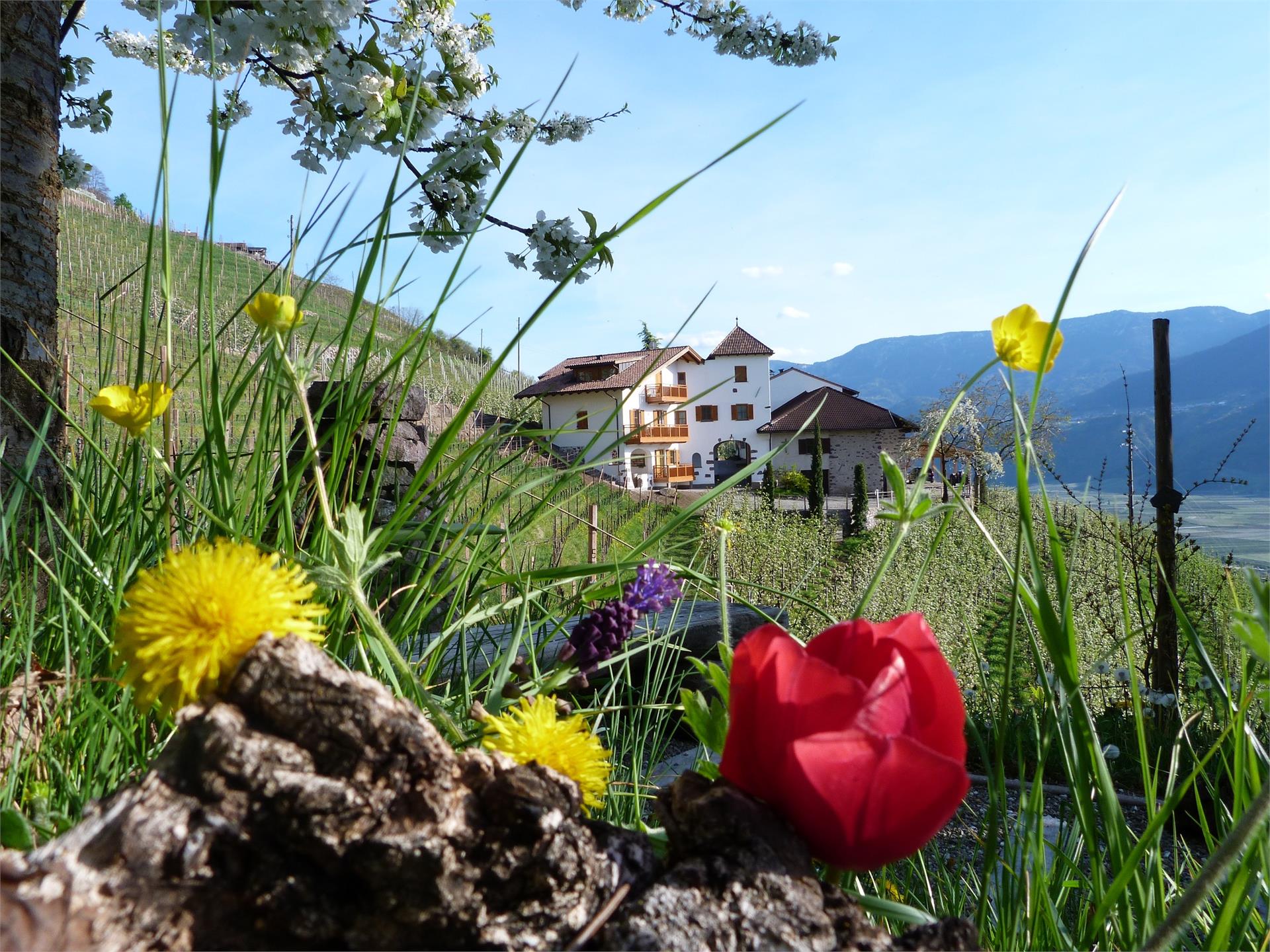 Pflanzer Postal 5 suedtirol.info