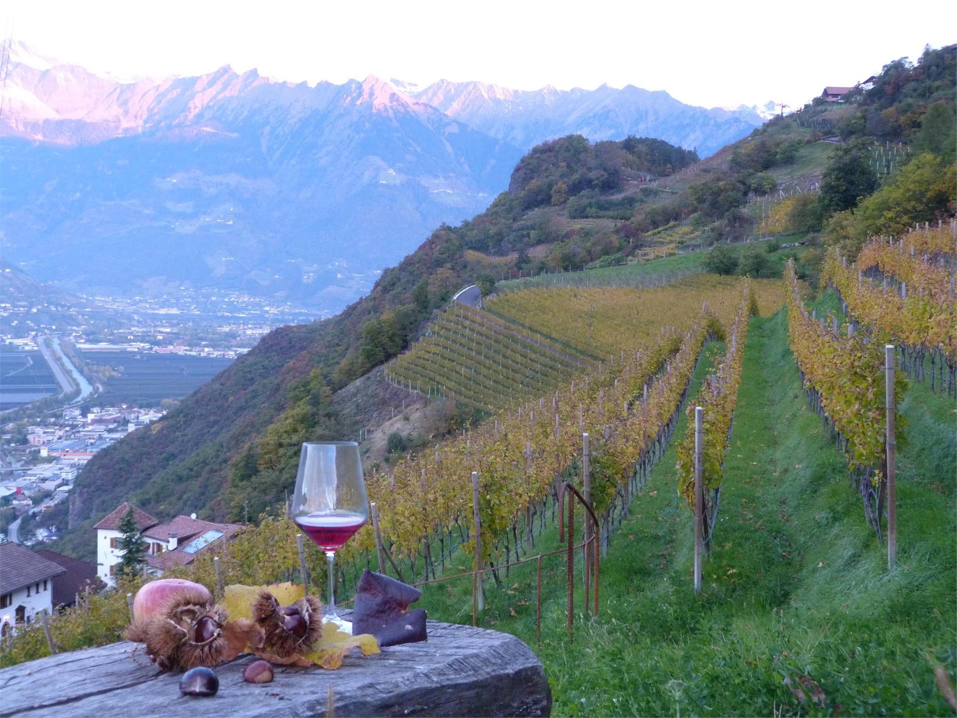 Pflanzer Postal 25 suedtirol.info