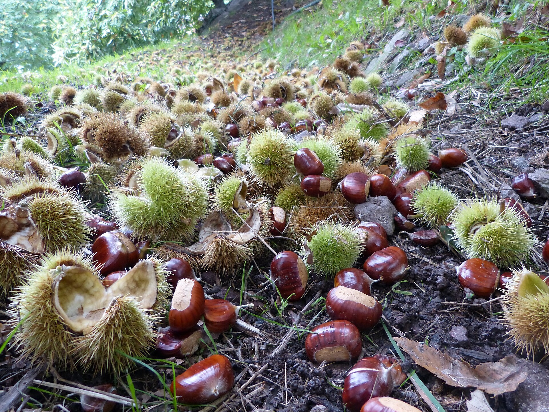 Castagne