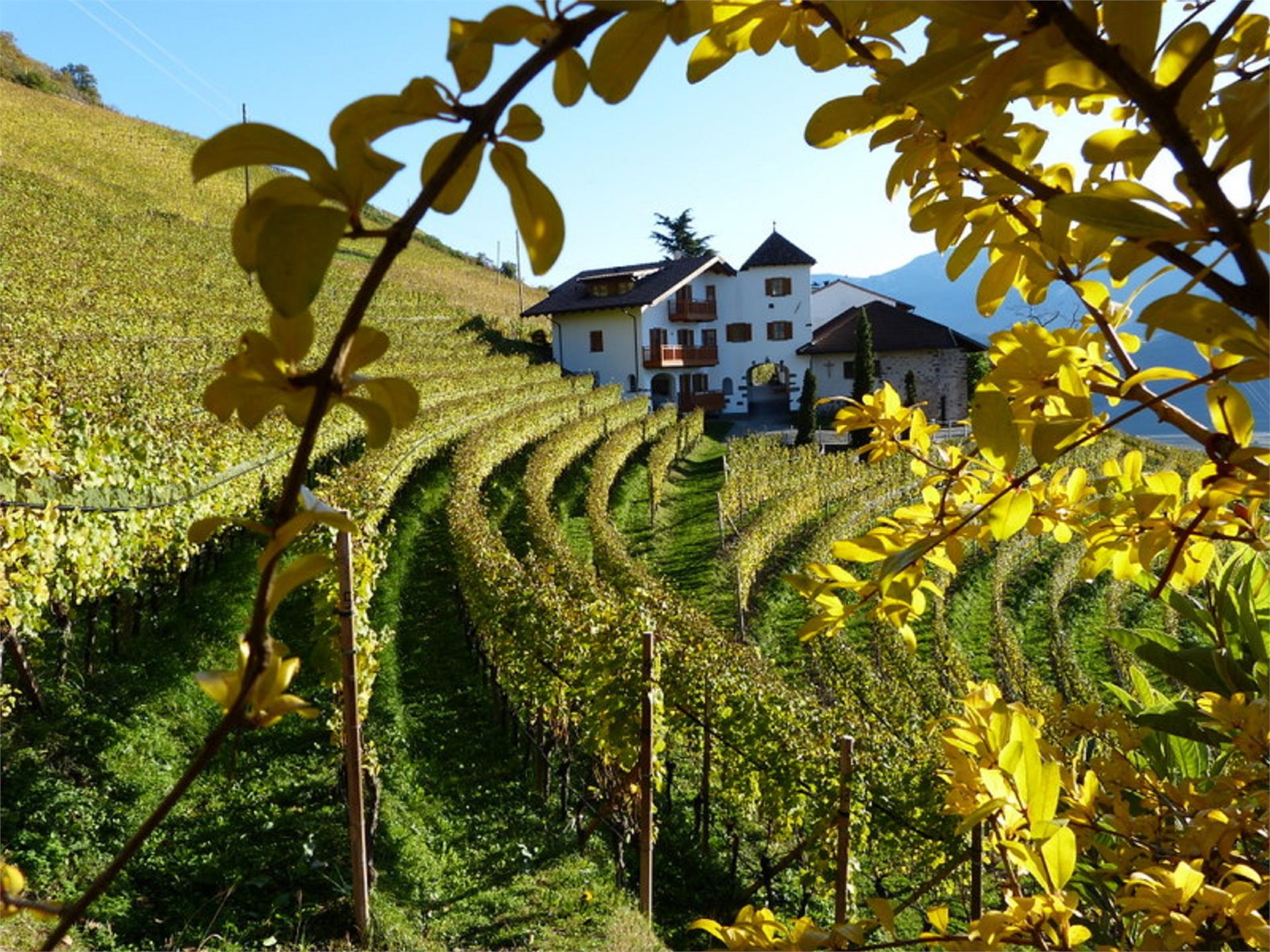 Pflanzer Postal 20 suedtirol.info