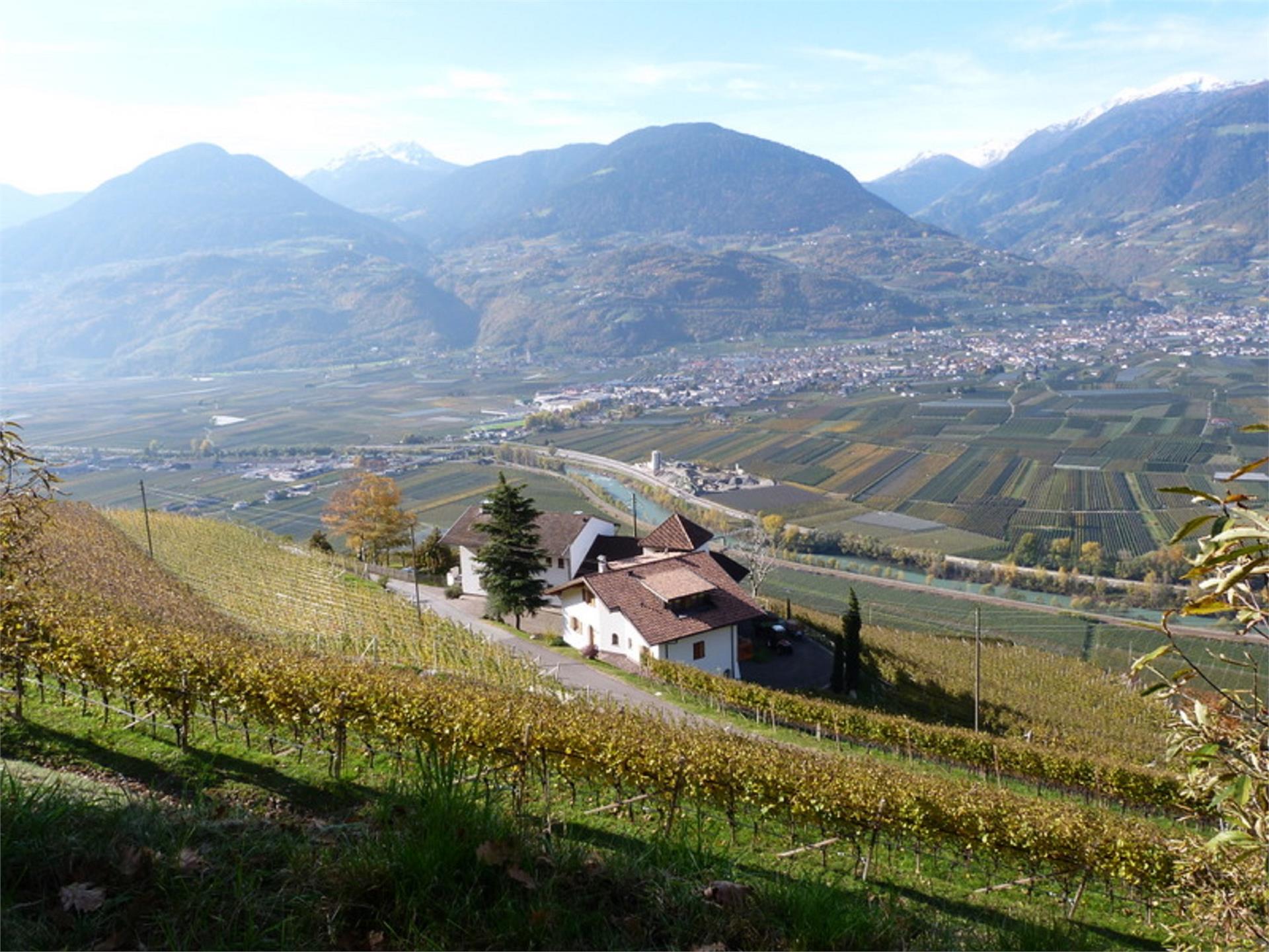 Pflanzer Postal 11 suedtirol.info