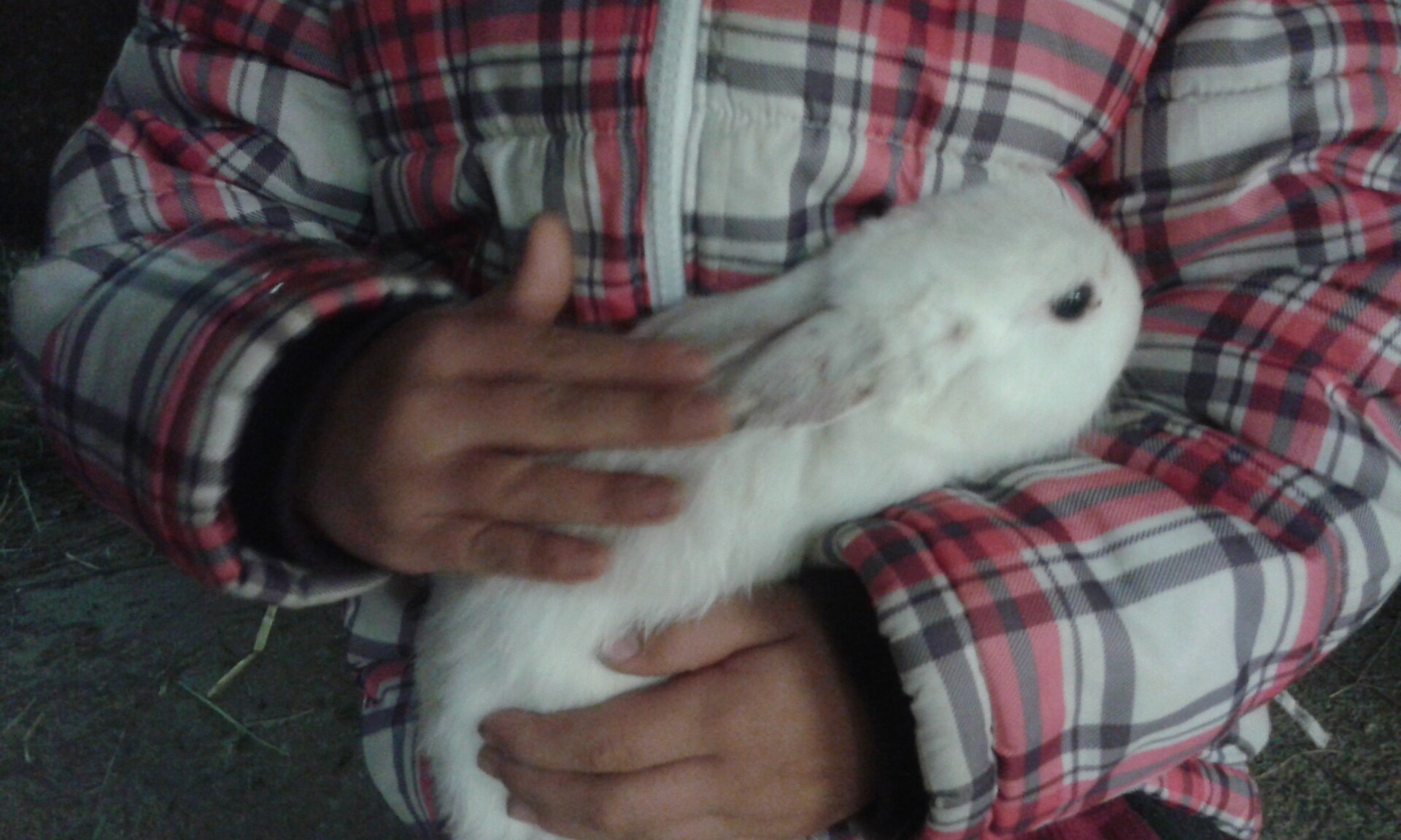 petting farm