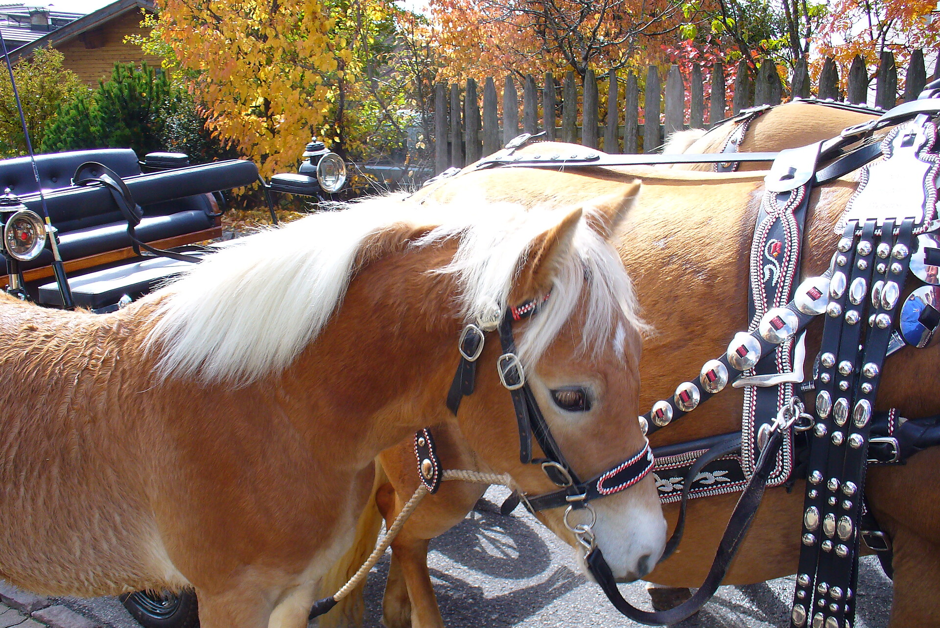 horse