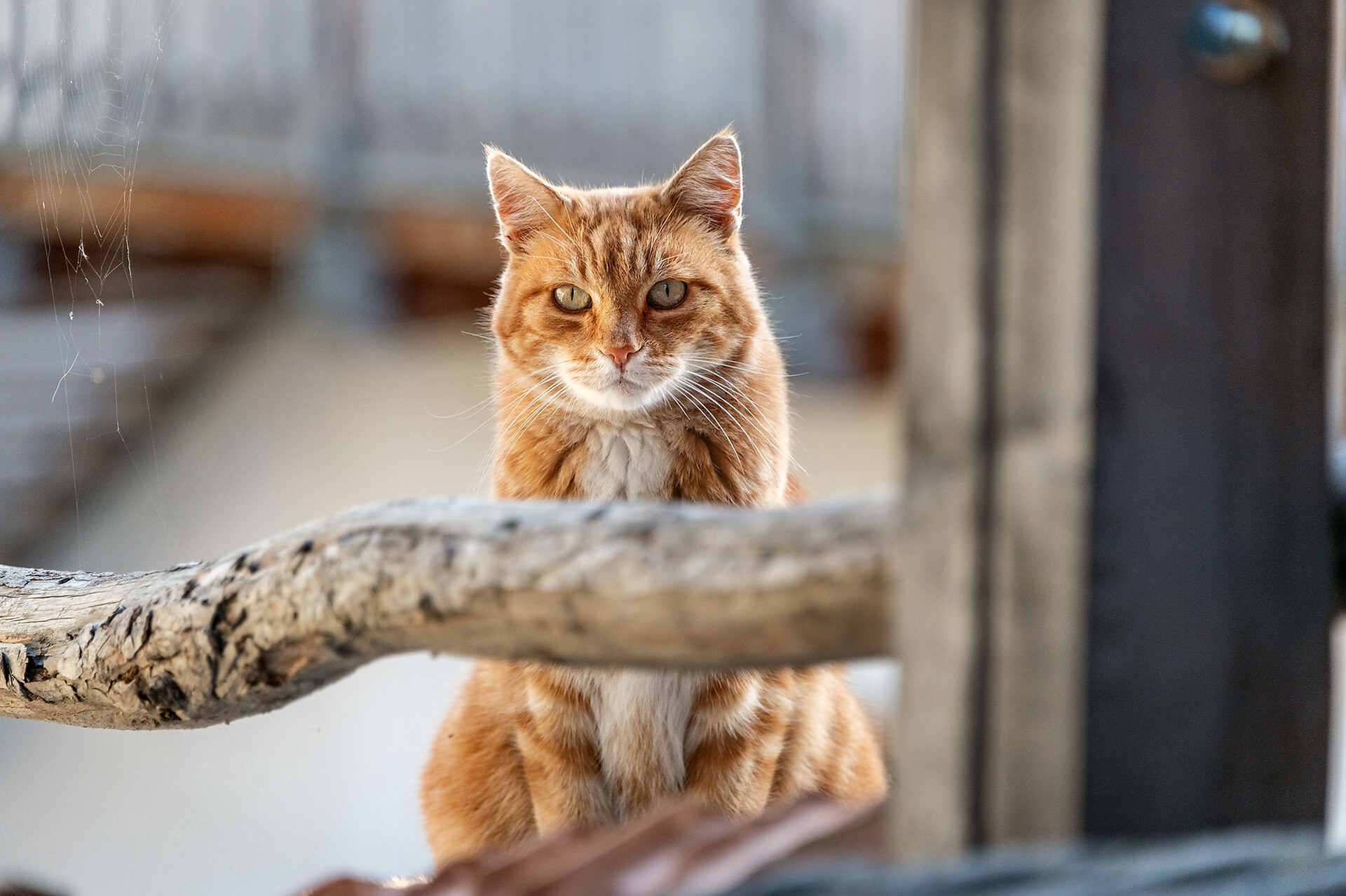Tiere