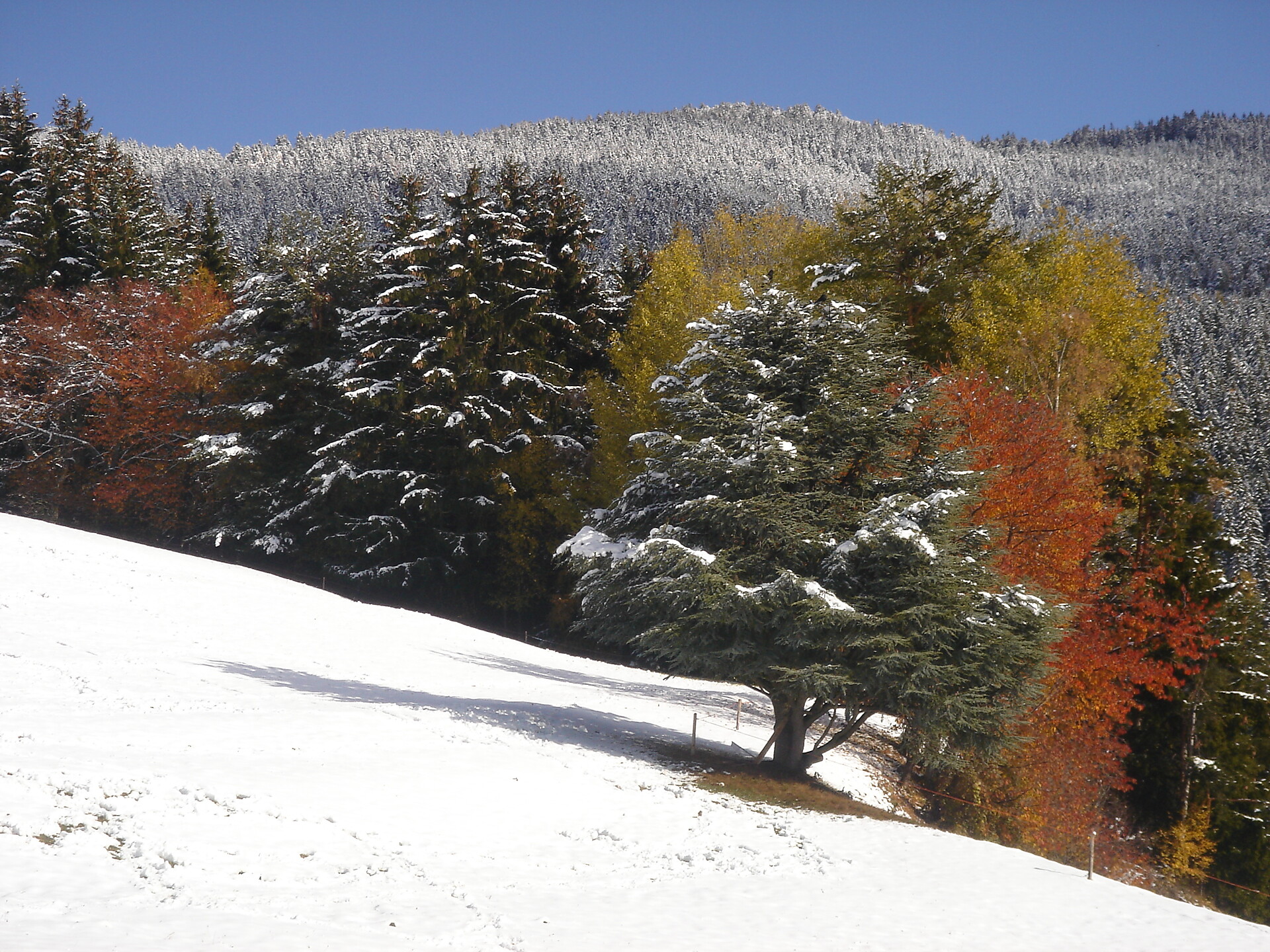 WINTEREINBRUCH IM HERBST