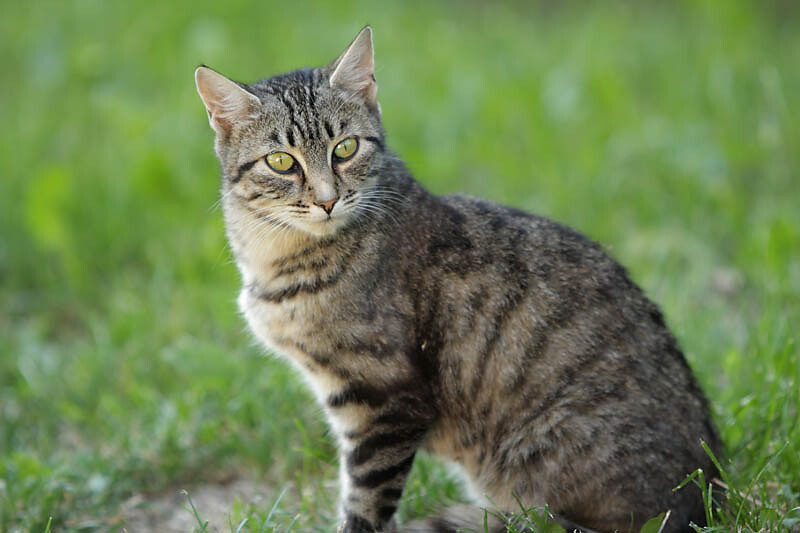 Gatto