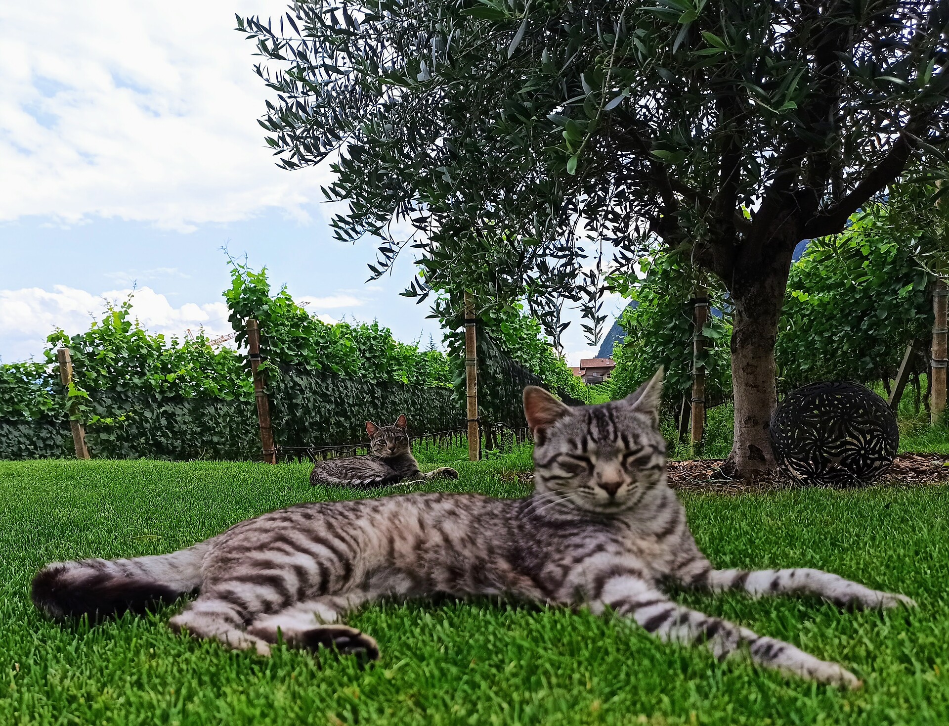 Nostri gatti